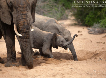 It is well known that elephants are some of the most intelligent members of the wild population of African inhabitants. Emotional beings with a mysterious reputation for good memory, elephants have been known to carve out age old migration routes that lead to reliable sources of water, and to remember where herd members have laid […]