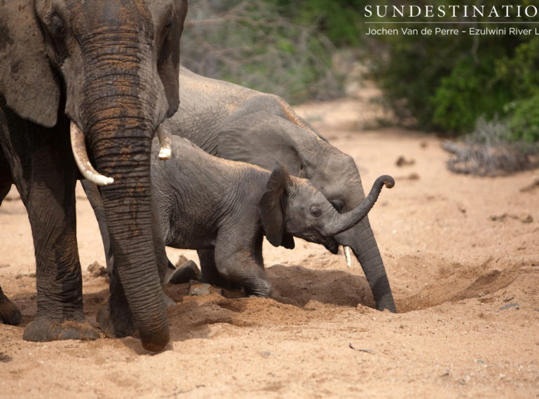 Elephants digging for water at Ezulwini