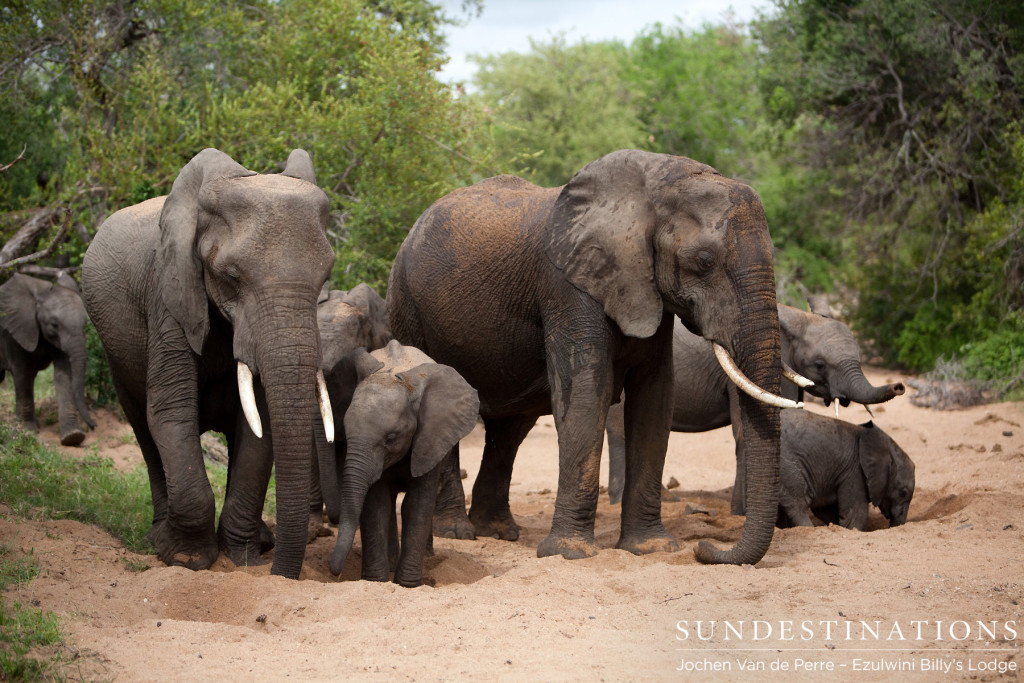 Breeding herd of elephants in the riverbed