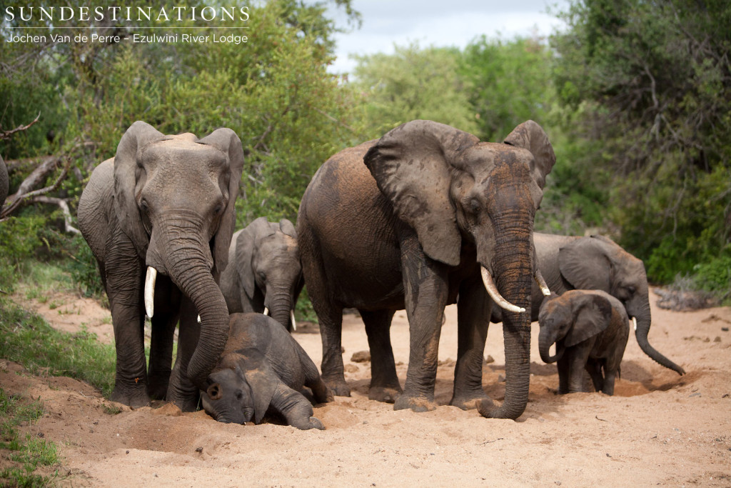 Adults and baby elephants digging for water