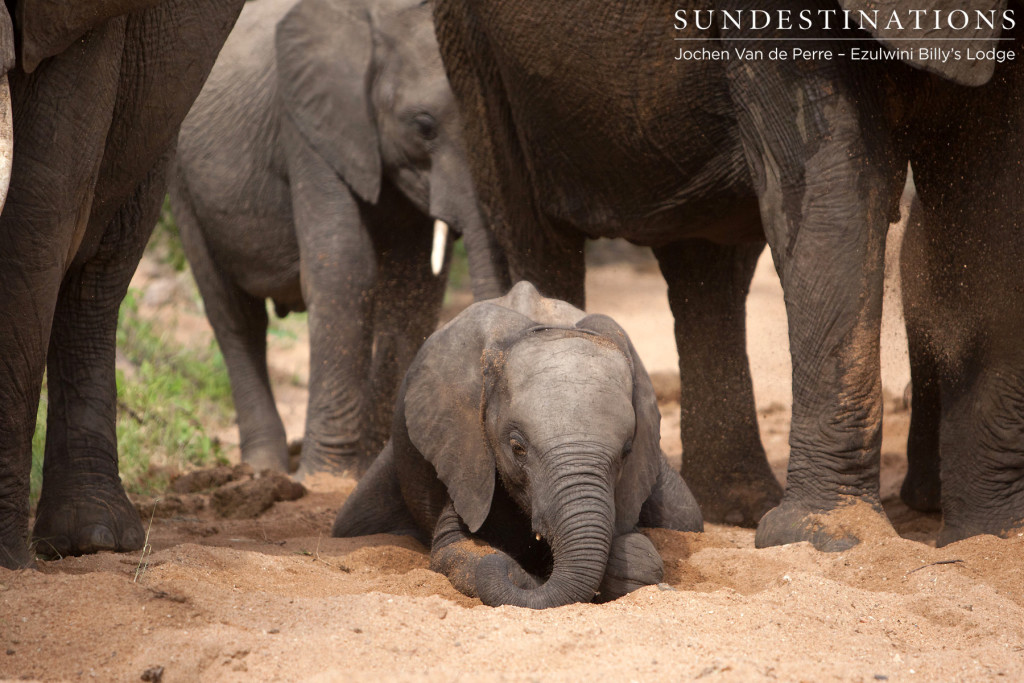 Baby elephant burying his trunk in the sand
