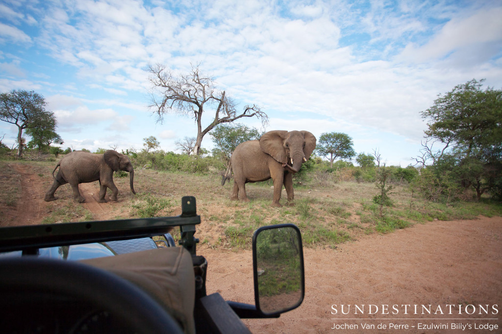 Elephants under a summer sky