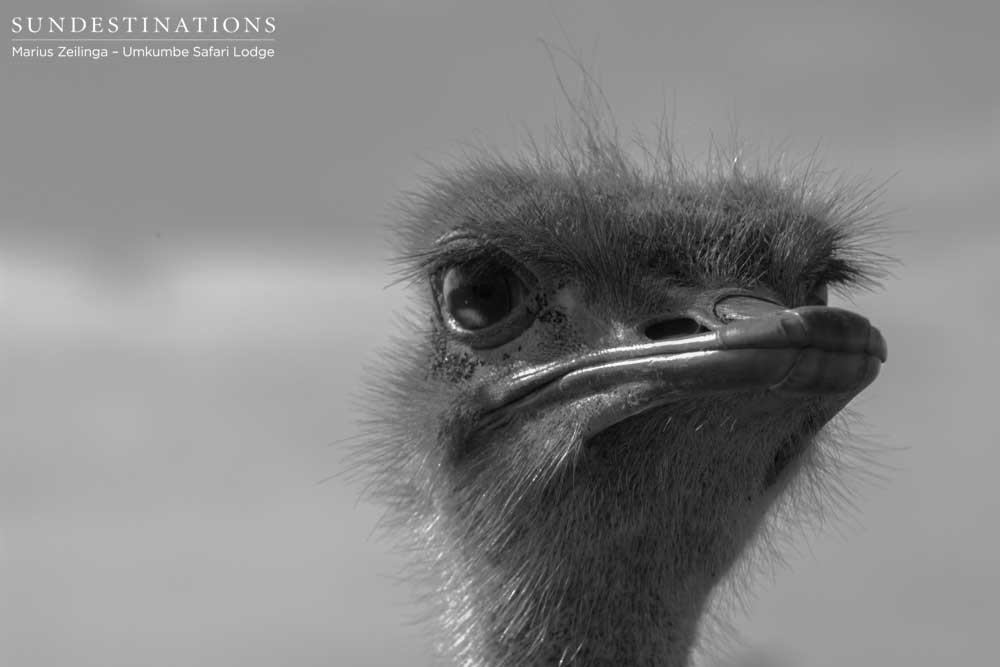 Up close ostrich