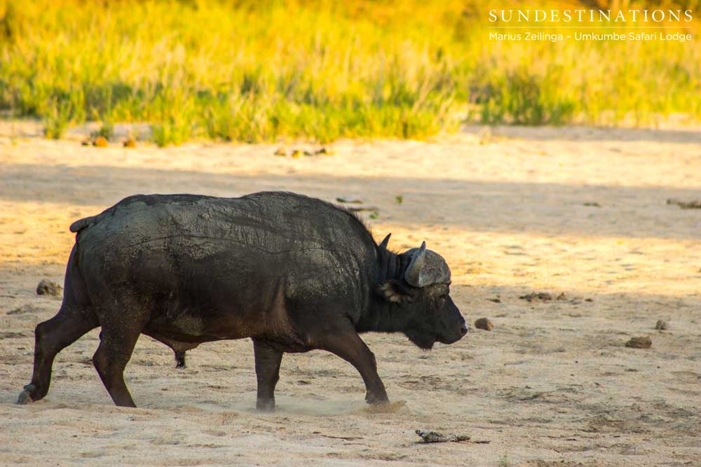 Buffalo bull walks the dry riverbed