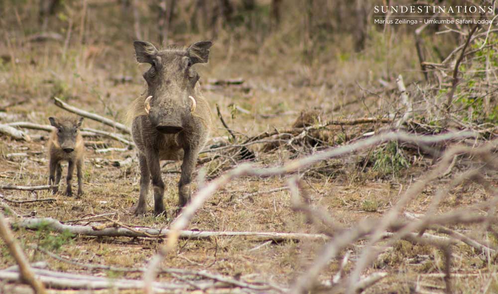 Warthog and piglet, still as statues