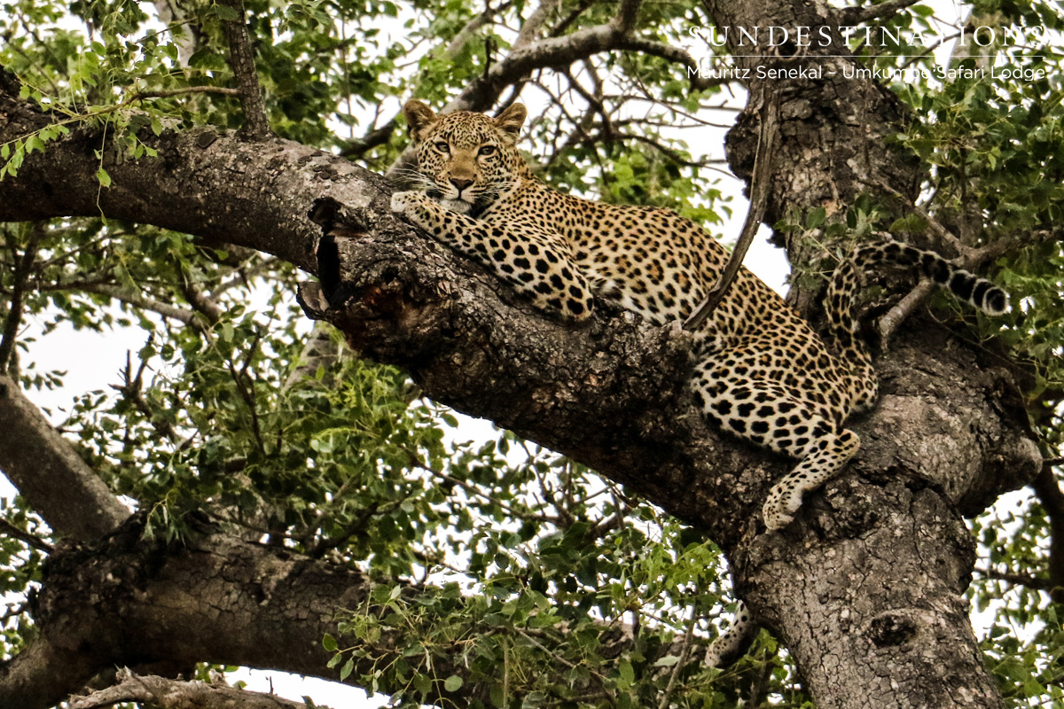 Kigelia Umkumbe Leopard
