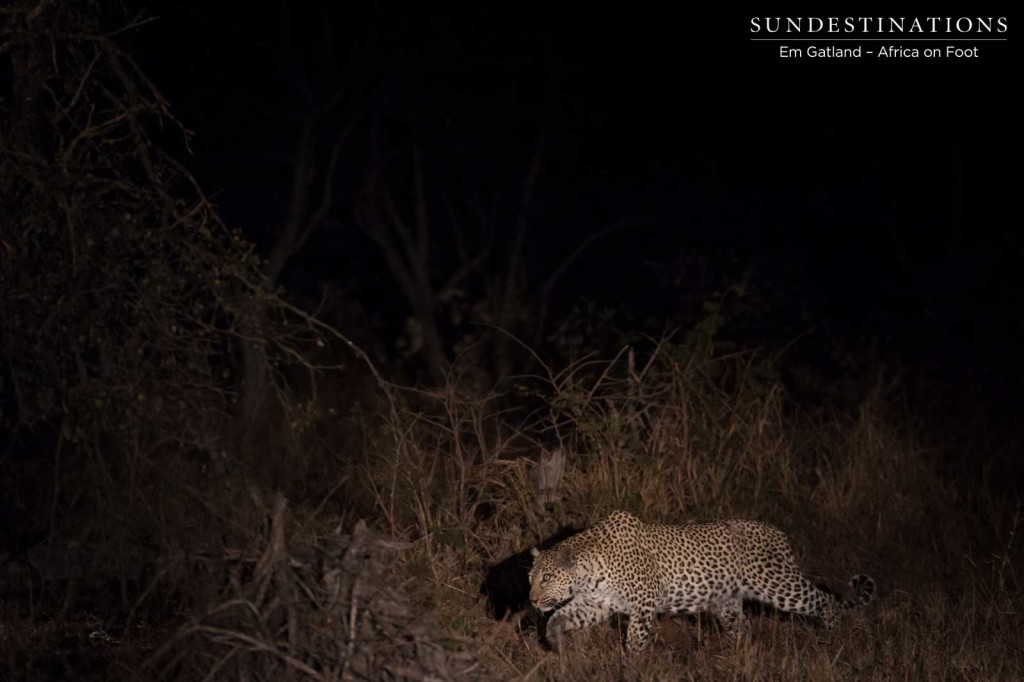 Leopard creeping through the night