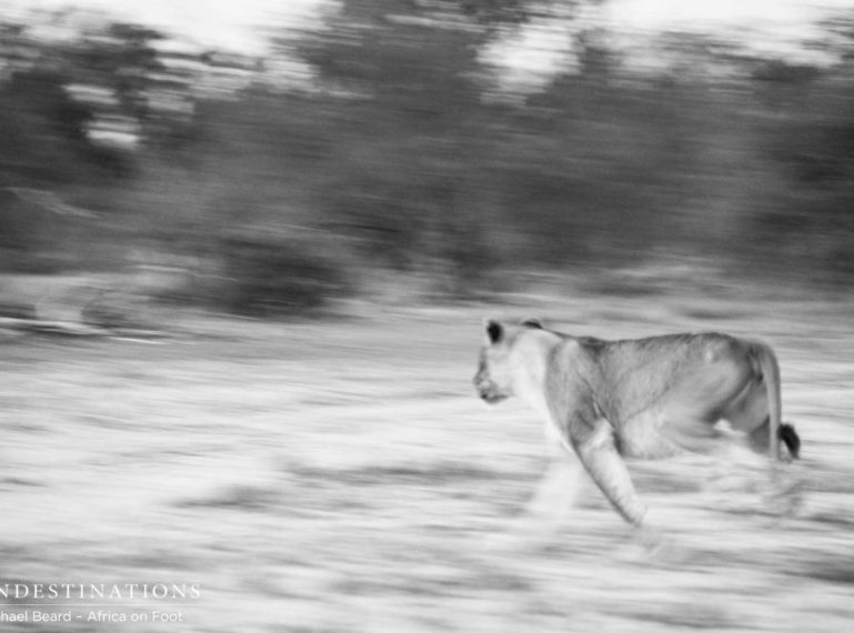 Lions Chase Hyenas & Wild Dogs Off Their Kill