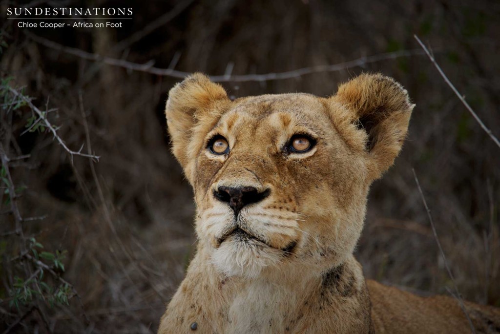 Breakaway lioness looking up