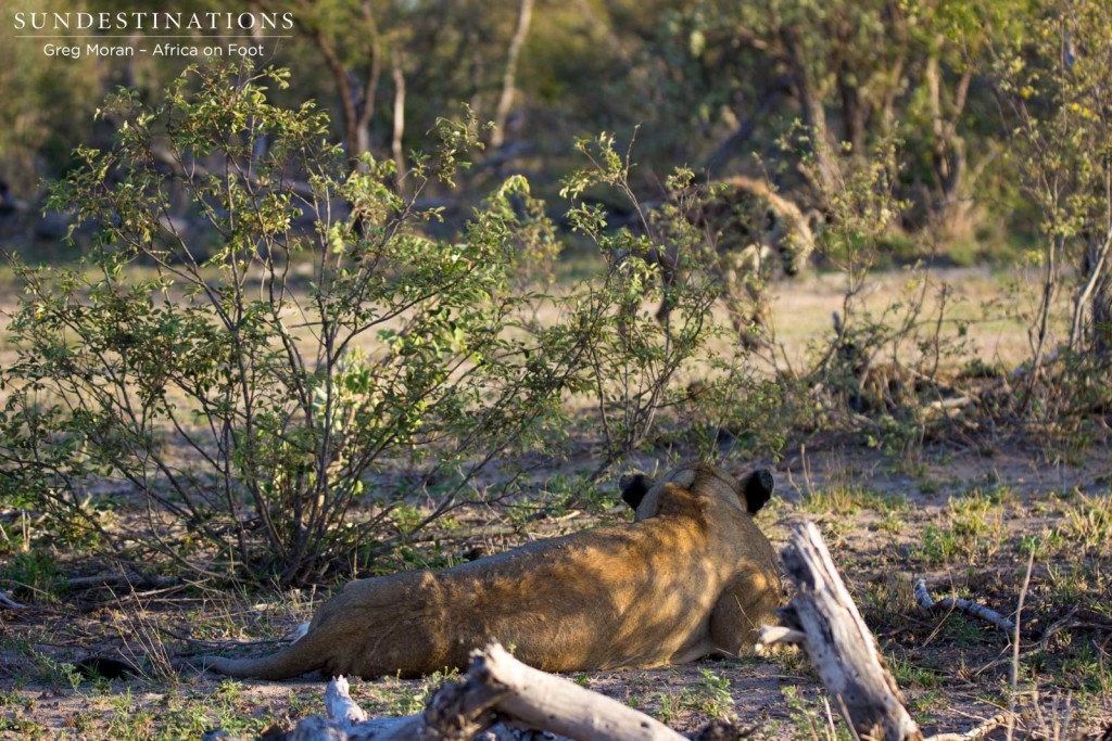 Hyena eyeing out lioness' meal