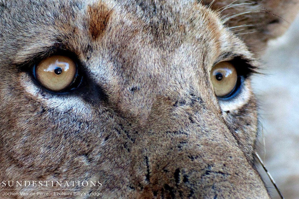 Wide-eyed after a battle with a porcupine