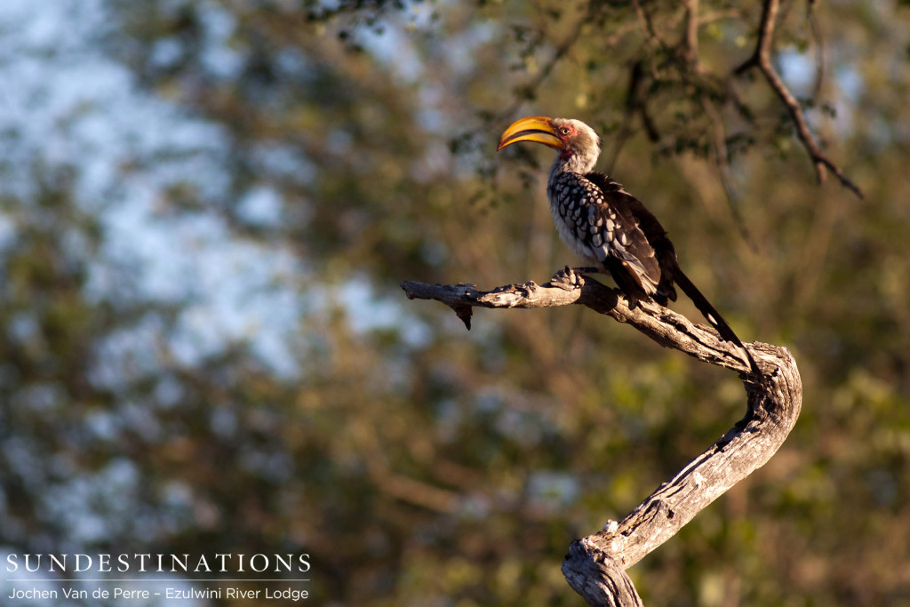 Hornbill catching some rays