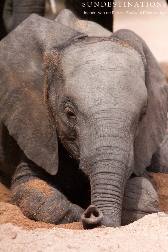 Baby elephant digging in the riverbed