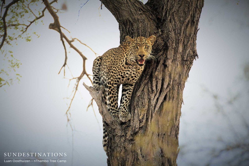 Unknown male leopard in a tree