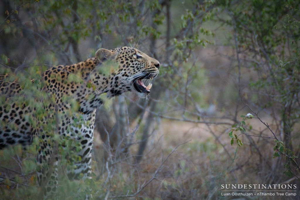 Unknown male leopard looking up at his kill in a tree