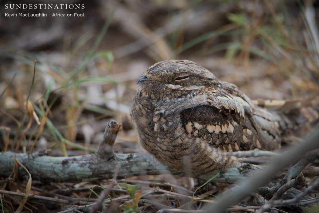 Nightjar taking a nap