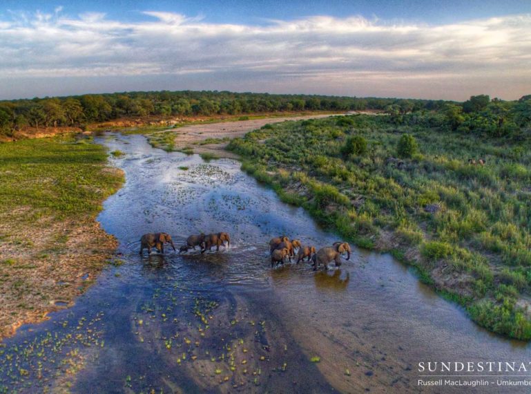 Elephants from above in the Sabi Sand