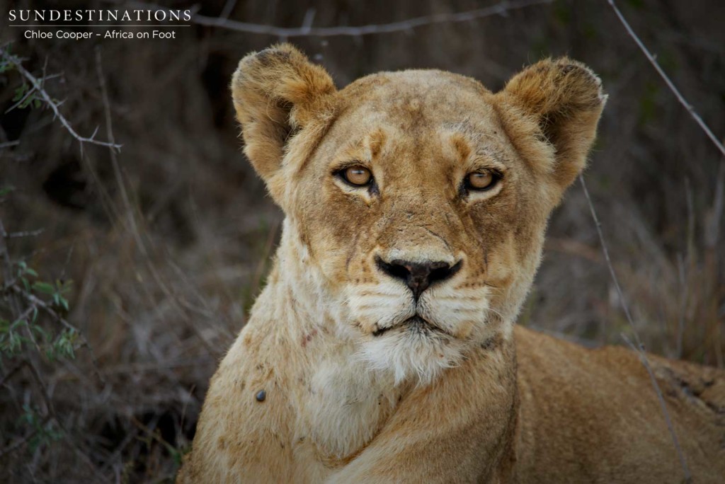 Ross Breakaway lioness gazing at the camera