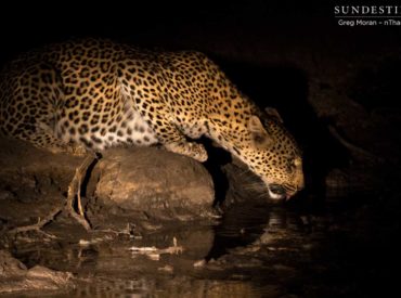 Leopards are territorial, just like lions, but unlike lions, they are solitary cats and choose to live alone, only pairing up to mate. Leopards are also usually nocturnal, and they are notoriously elusive, quick, camouflaged, and stealthy, making them some of the more difficult creatures to spot in the wild. The Klaserie is home to […]