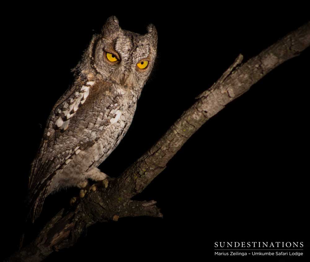 An African scops owl offers a disapproving glare