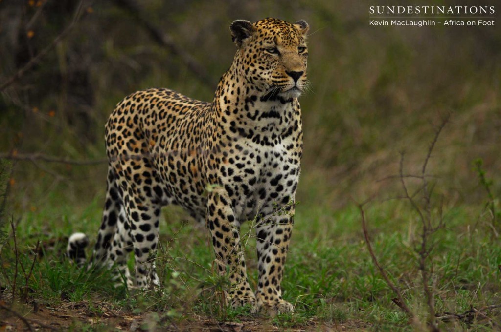 Shaka, male leopard now presumed dead