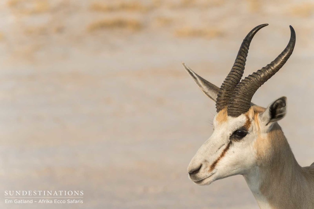 Springbok headshot