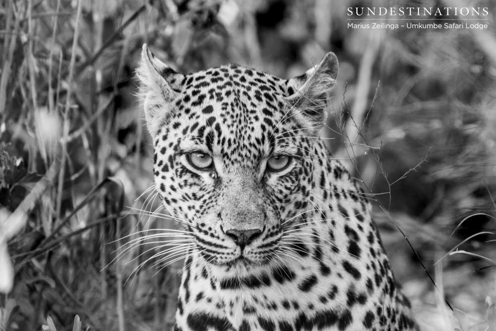 Tatowa female leopard in black and white