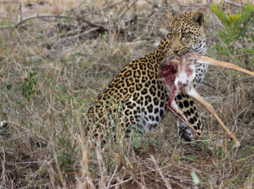 When you stumble across a stocky, powerfully built cat with black rosettes dotted on its fur, you know it’s a leopard. Sightings of the elusive leopard are considered rare – they have a habit of hiding in thickets, up in trees and don’t care much for the limelight. When you see this elegant cat saunter […]