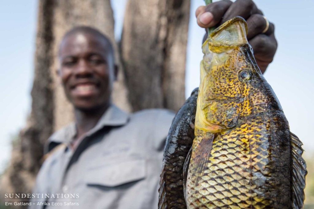 Delta-caught tilapia