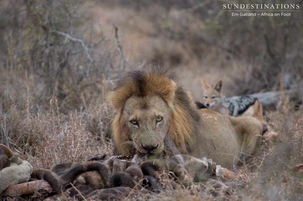 Jackal hangs around Trilogy male at a kill