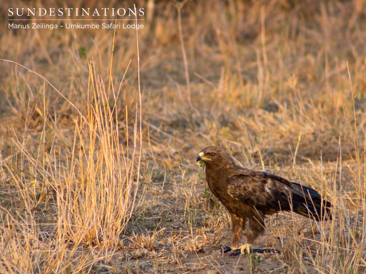 Wahlberg's Eagle