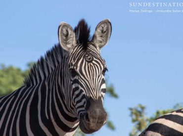 Nature is an eccentric place where wildlife often breaks free from the documented textbook behaviour and leaves us feeling somewhat bewildered. Just when we think we understand a species, its physical markings and behaviour; you stumble across an anomaly. Marius Zeilinga, a game ranger from Umkumbe Safari Lodge, stumbled across a zebra with unusual markings […]