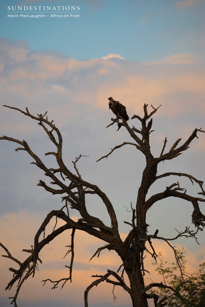 Vulture silhouette in the morning