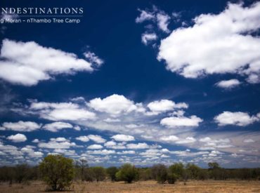 The mighty sun has been out in full force in the Kruger and temperatures have reached an uncomfortable 40 degrees celsius. The landscape is shifting before our eyes and wildlife have been flocking to available water sources, which are scarce.  Certain species of wildlife thrives in these kinds of conditions and plenty of arid plant life […]