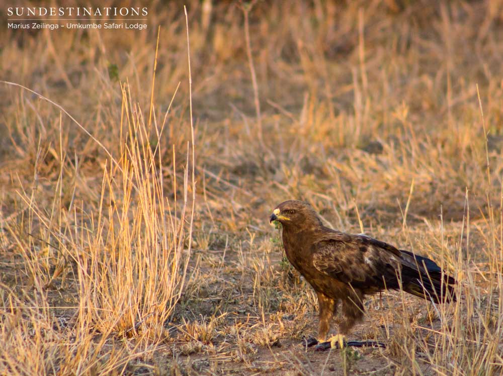 Wahlberg's eagle with its snake prey