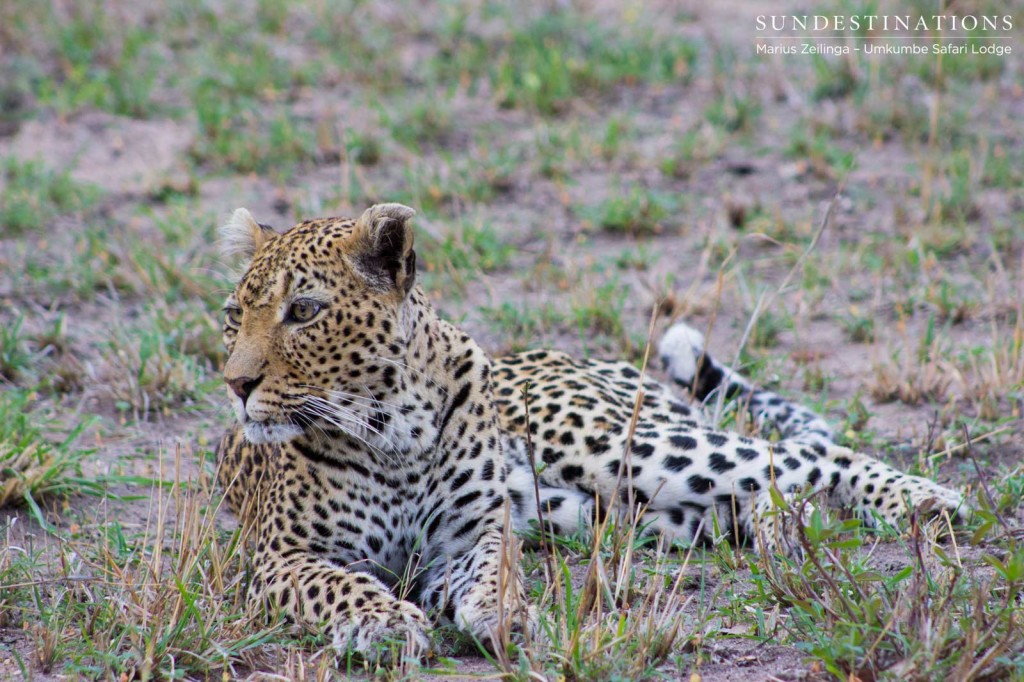 White Dam resting after attempted hunt