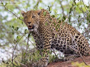 It’s no secret that the Sabi Sand is leopard territory. There are various big cat stories that have come out of this prestigious Kruger Park reserve over the years, and it’s showing no signs of slowing down. Umkumbe Safari Lodge, enviously located overlooking the Sand River and the population of elephants, buffalo, and waterbuck that […]