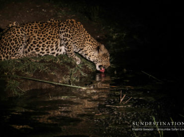 Last week we shared Marius’s photographs of Umkumbe Safari Lodge’s leopard sightings. This week, Mauritz compiled a selection of leopard photographs from his encounters with Kigelia, Tatowa and White Dam. There have been plenty of leopardess sightings but only the occasional sighting of dominant male, Mxabene. Seems like the females are stealing the show and […]