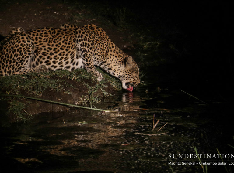 Mauritz Photographs a Trio of Leopards at Umkumbe