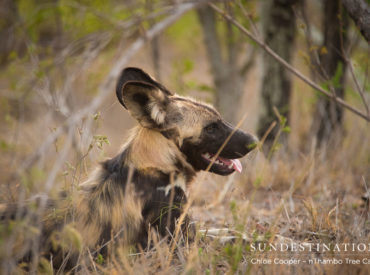 Two unsuspecting impala met their untimely fate at the hands of a leopard and a pack of wild dogs. They fought for their lives but the predators at the top of the food chain took over; demonstrating that only the strongest survive. The teams at Africa on Foot and nThambo Tree Camp spent ages planning […]