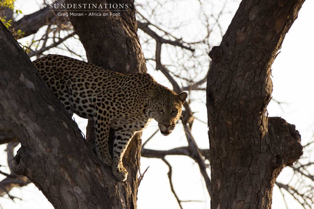 Zero descending his tree