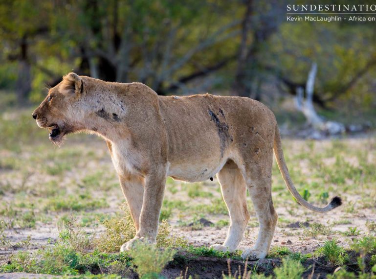 Ross Breakaway Lioness Beaten Up by Hercules Pride