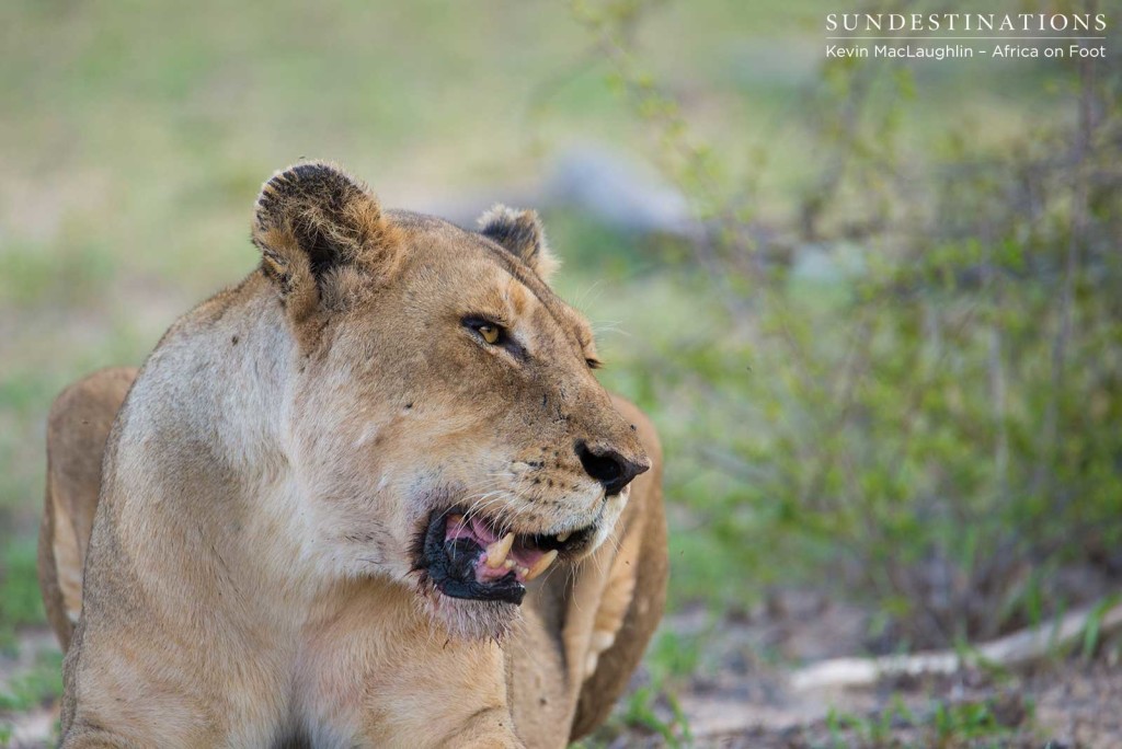 Ross Breakaway lioness with a scarred 'lazy' eye