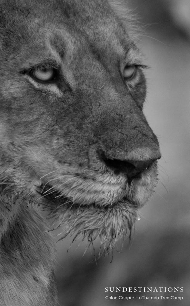 Lioness keeps watch over her meal