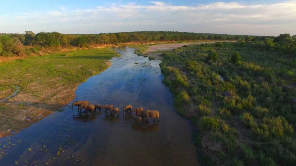 Aerial images of elephants crossing the Sand River
