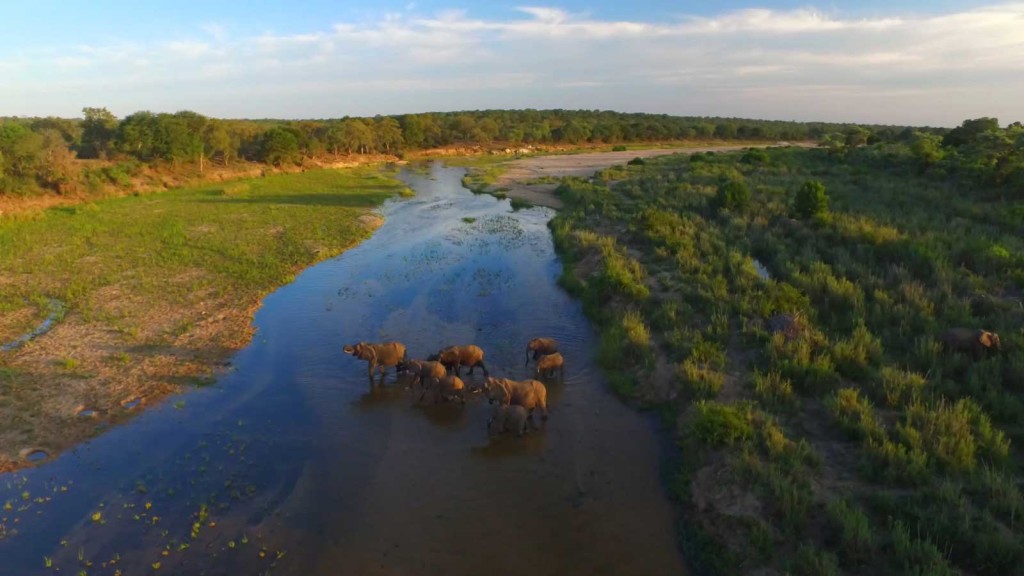Aerial images of elephants crossing the Sand River