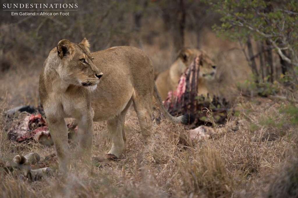 Hercules lionesses