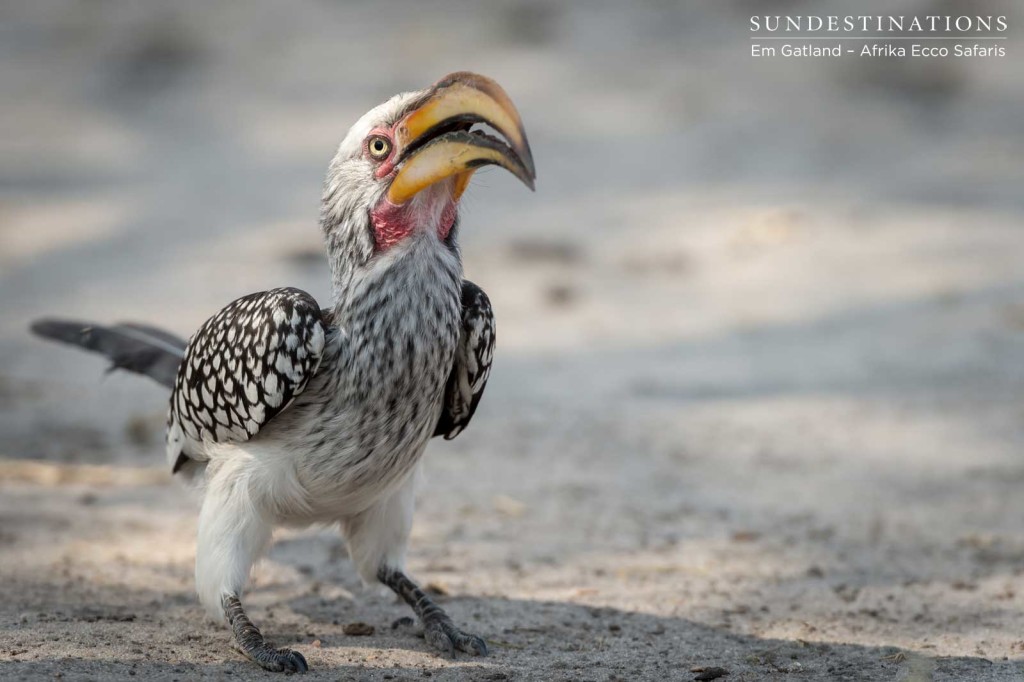 Foraging hornbill