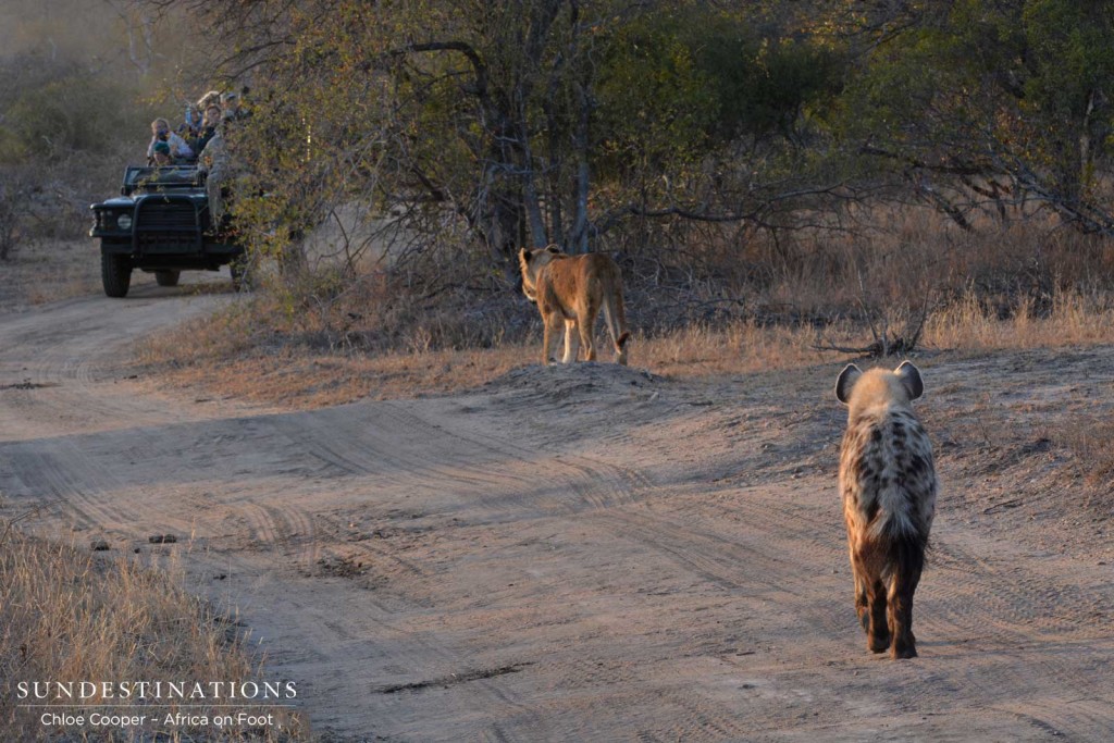 Hyena trailing lions on the hunt for weakened buffalo