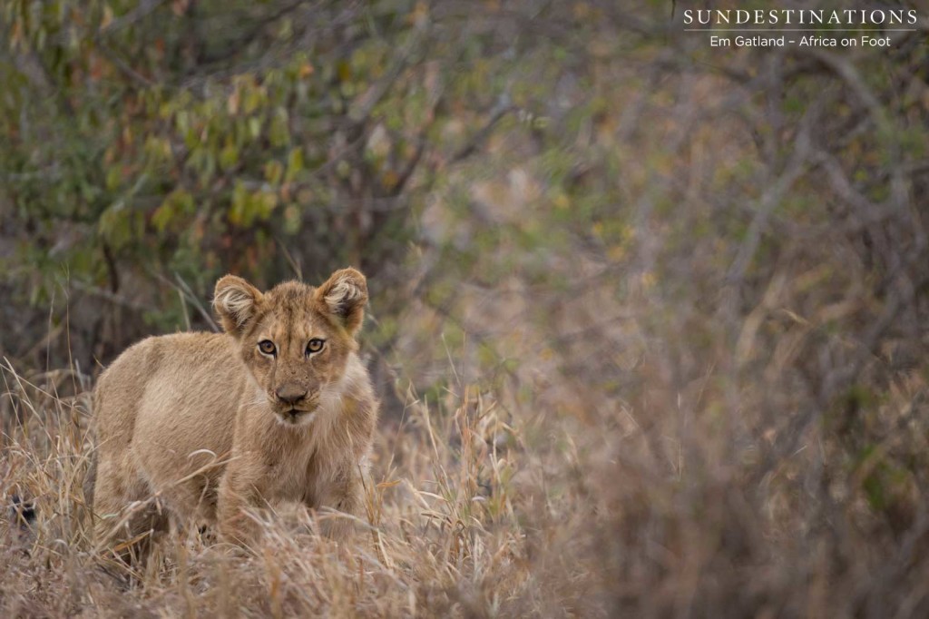 Hercules lion cub long ago